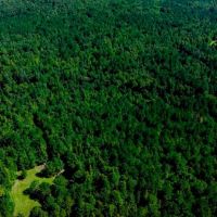 Wilkinson Forest Farm images 2