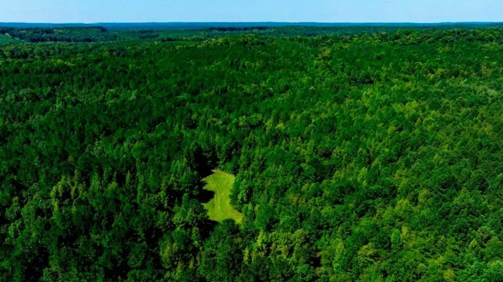 Wilkinson Forest Farm featured image
