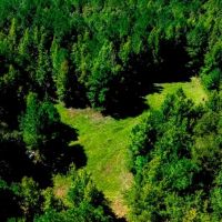 Wilkinson Forest Farm images 4