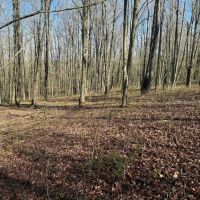 7.2 acre Building Lot and Recreational Land in Arkport NY Neu Road images 3