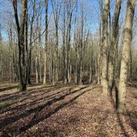 7.2 acre Building Lot and Recreational Land in Arkport NY Neu Road images 4