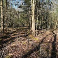 7.2 acre Building Lot and Recreational Land in Arkport NY Neu Road images 5