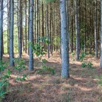 Chickasaw County - 140- Acres -Pines on the Prairie- Turkey Heaven images 5
