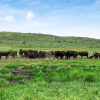 Poverty Ridge Ranch images 3