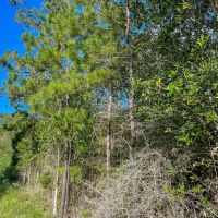 11 Acres T-3 FM 1013 287052 images 3