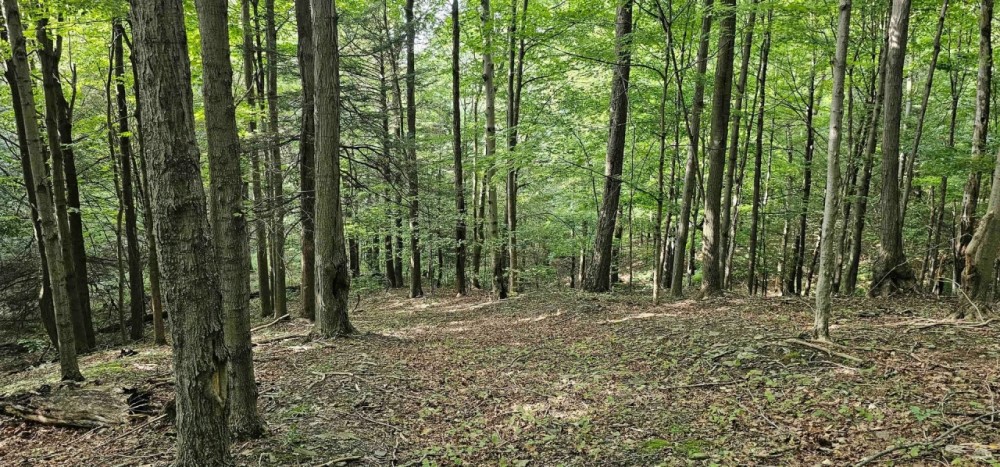 76 acres Wooded Hunting and Recreational Property in Dryden NY Ringwood Rd in the Finger Lakes Region featured image