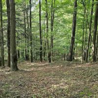 76 acres Wooded Hunting and Recreational Property in Dryden NY Ringwood Rd in the Finger Lakes Region