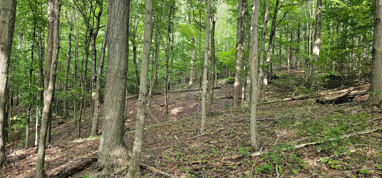 76 acres Wooded Hunting and Recreational Property in Dryden NY Ringwood