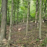 76 acres Wooded Hunting and Recreational Property in Dryden NY Ringwood Rd in the Finger Lakes Region images 2