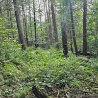 76 acres Wooded Hunting and Recreational Property in Dryden NY Ringwood Rd in the Finger Lakes Region images 3
