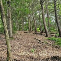 76 acres Wooded Hunting and Recreational Property in Dryden NY Ringwood Rd in the Finger Lakes Region images 5