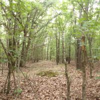 120 ACRES RANCH RECREATIONAL PROPERTY images 3