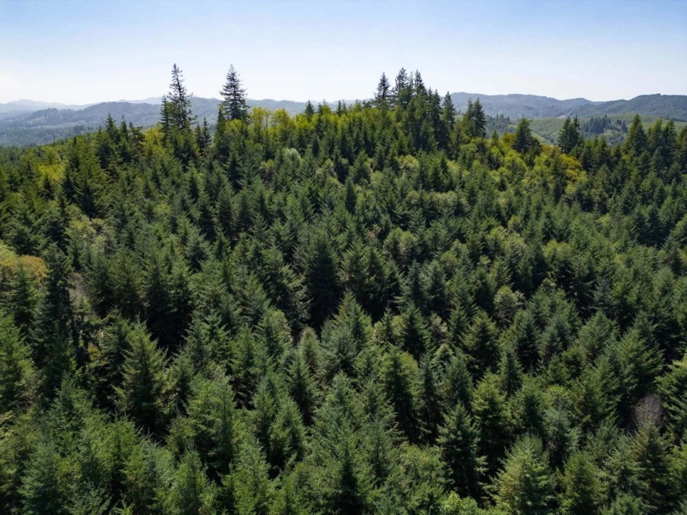 Upstream Timber and Cattle Ranch featured image