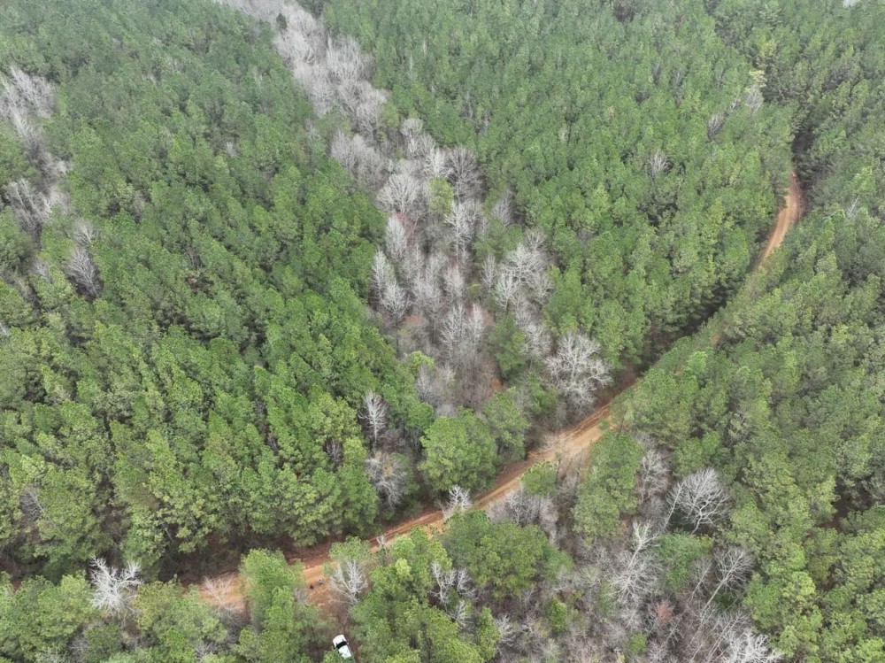 Plantaion Pine Tract Ready to be Thinned featured image