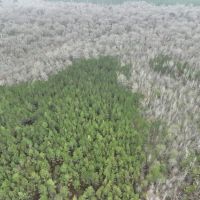 Plantaion Pine Tract Ready to be Thinned images 2