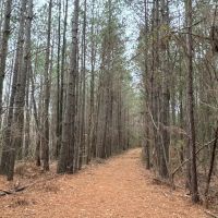 Plantaion Pine Tract Ready to be Thinned images 4