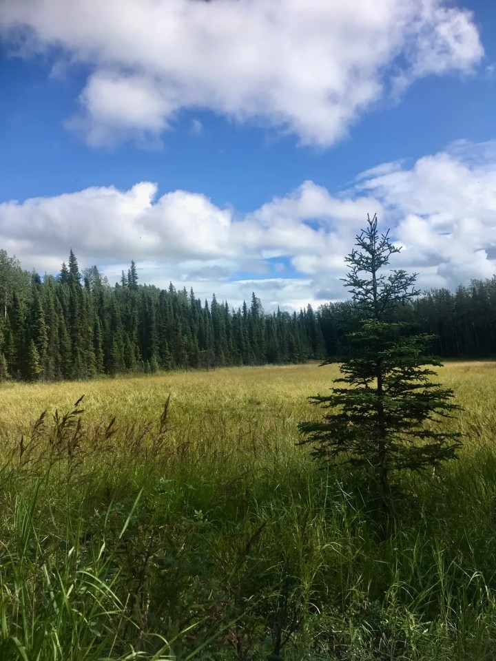 10 acres near Kasilof River featured image
