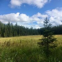 10 acres near Kasilof River