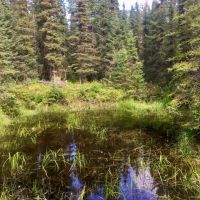 10 acres near Kasilof River images 2