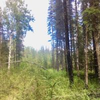 10 acres near Kasilof River images 4