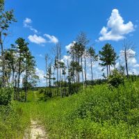 78 Acres T-2 Highway 63 Property images 2