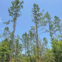 32 Acres CR 364 T-5 images 2