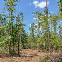 32 Acres CR 364 T-5 images 4