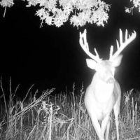 TBD Colt Ln Gorin MO images 5