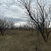 Price Improvement 10.5 Acres Tract 12 Shackelford County images 4