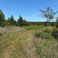 41 Little Red River Deer Ground images 3