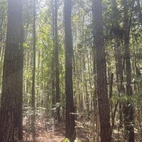 50 - acres Perry County AL images 2