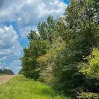 18 Acres T-6 Rec Road 255 287008-009 images 5