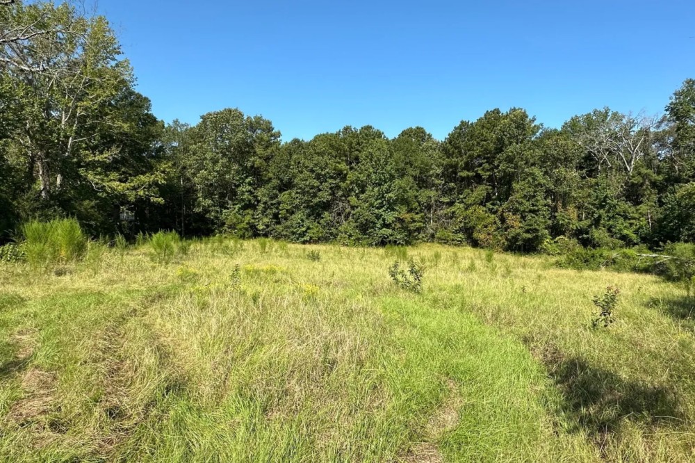 21.40 Acres in Amite County MS featured image