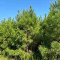 21.40 Acres in Amite County MS images 4