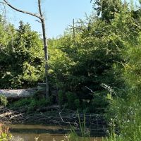 21.40 Acres in Amite County MS images 5