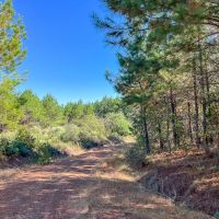 145 Acres County Road 1060 T-5 images 3