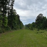 145 Acres County Road 1060 T-5 images 5