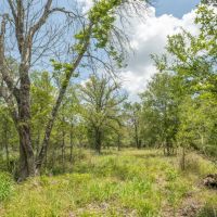 10 Acres in Milam County - Tract 12 images 4
