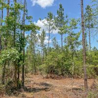46 Acres CR 364 T-3 images 3