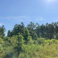 28 Acres T-5 Saron images 4