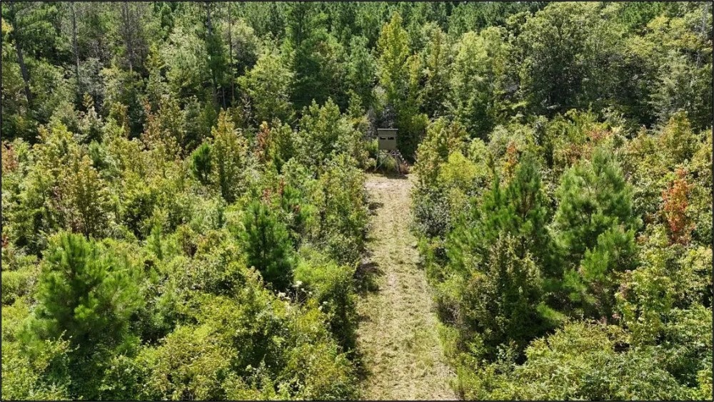 54 Acres in Leake County in Carthage MS featured image