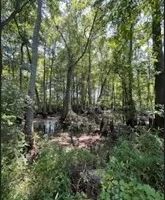 54 Acres in Leake County in Carthage MS images 4