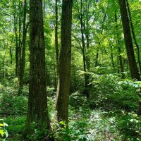 Brown Rd. Fayette County - 178 acres images 5