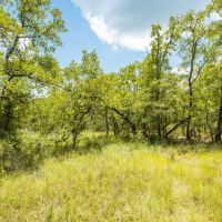 10 Acres in Milam County - Tract 14 images 2