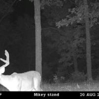 Grundy Whitetails 81 images 4