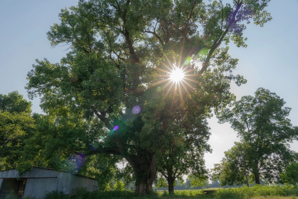 McCurtain 260 featured image