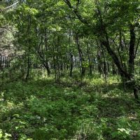 Located in Western Jackson County WI this 23.55 acres