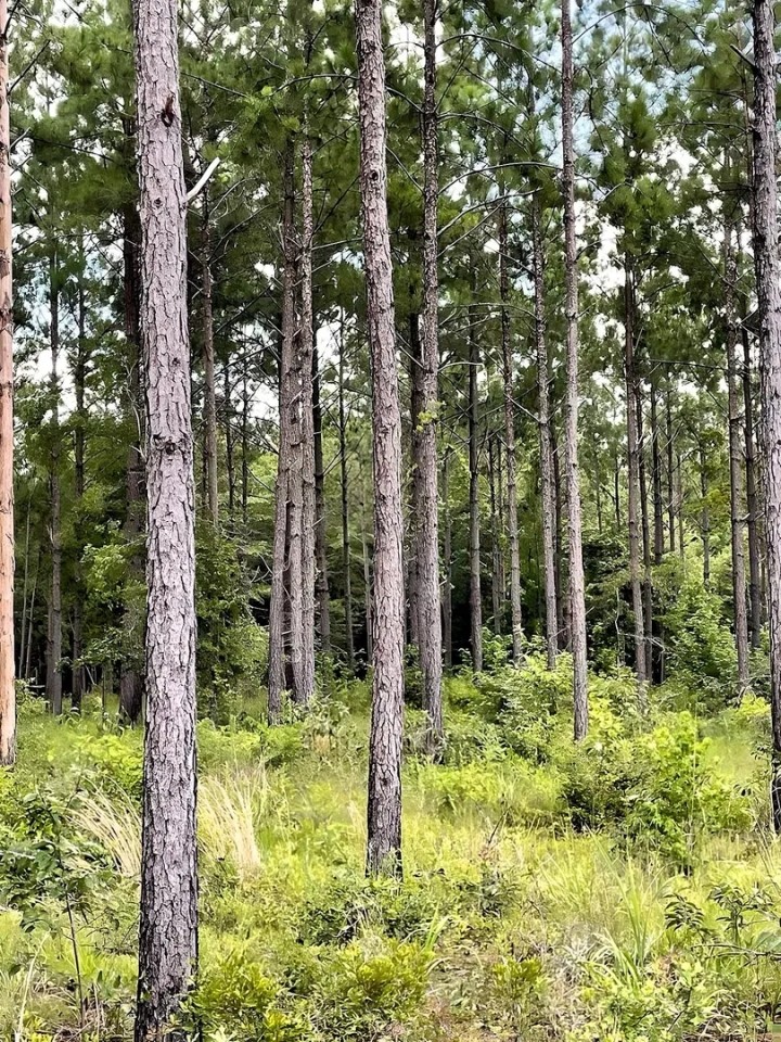 GA Highway 202 Estate Land featured image