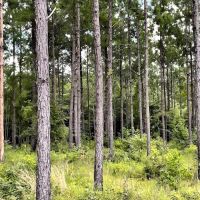 GA Highway 202 Estate Land