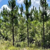 GA Highway 202 Estate Land images 3